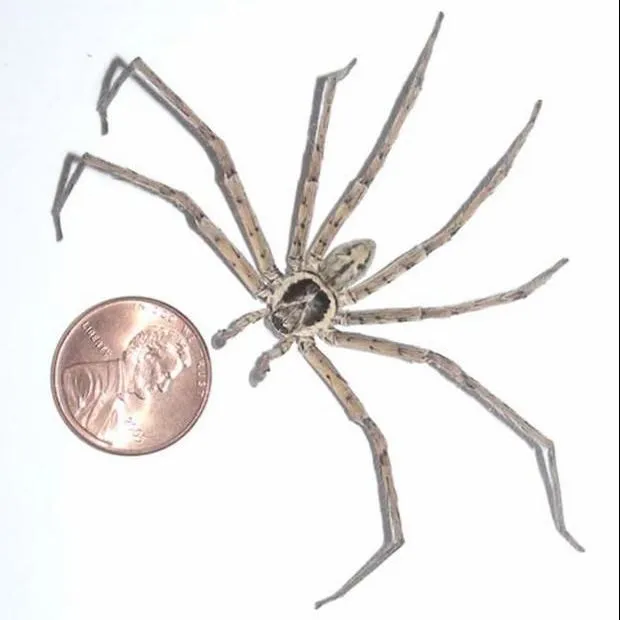 thumbnail for publication: Pantropical Huntsman Spider, Heteropoda venatoria (Linnaeus) (Arachnida: Araneae: Sparassidae)